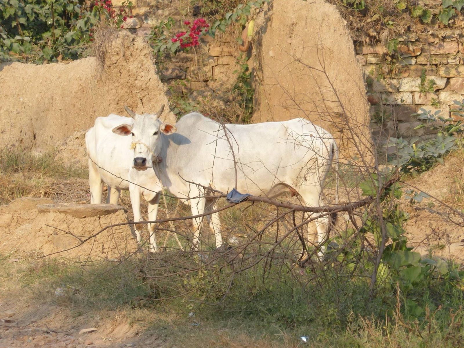 Two white cows stand among crumbling mud walls and bare branches, bougainvillea flowering behind them