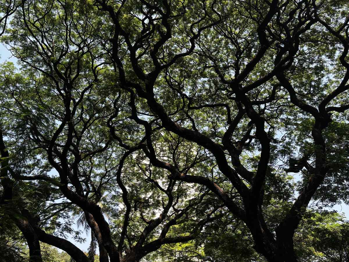 Looking up into a rain tree: dark, twisting branches spread across a canopy of bright green leaves against the sky